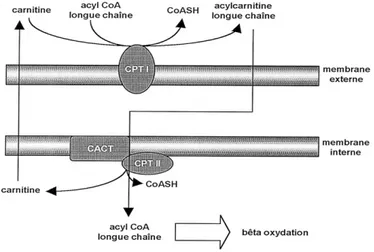 Figure 4.  Le système carnitine.  Figure tirée de Le Borgne F. et Demarquoy J. Science &amp; 
