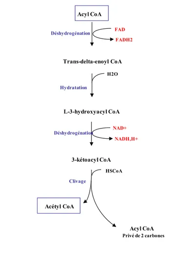 Figure 5.  L’oxydation des acides gras dans la mitochondrie. Figure adaptée de 