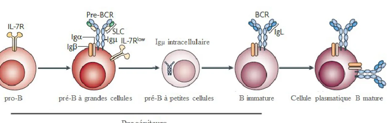 Figure  3 :  Stades  de  développement  des  cellules  B  marqués  par  la  maturation  du  BCR