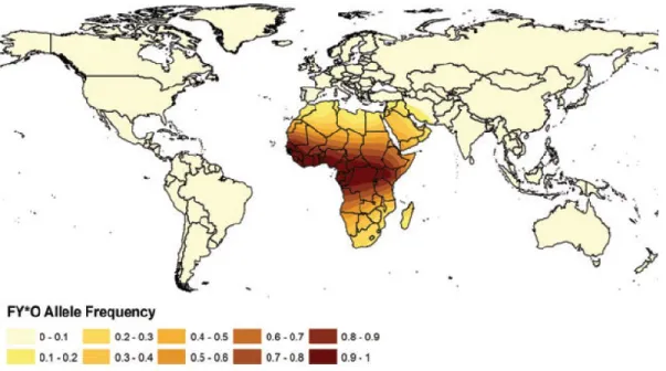 Figure 5: Distribution de l’allèle FY*O dans le monde.  27