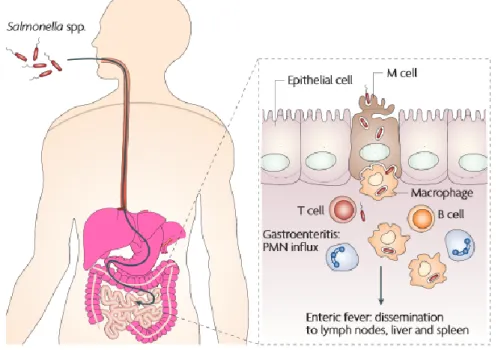 Figure 6: Biologie d’une infection à Salmonella typhimurium. 31