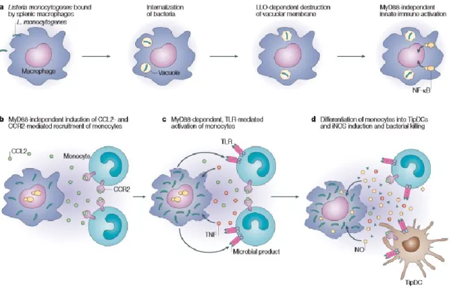 Figure  9:  Activation  de  la  réponse  immunitaire  par  un  macrophage  infecté  par  Listeria 