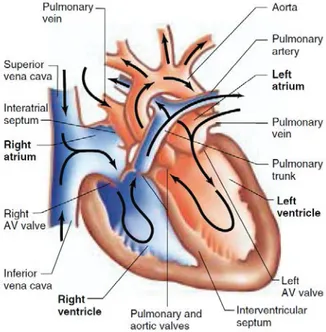 Figure 1-1: Sequence of blood circulation in a normal heart [3].