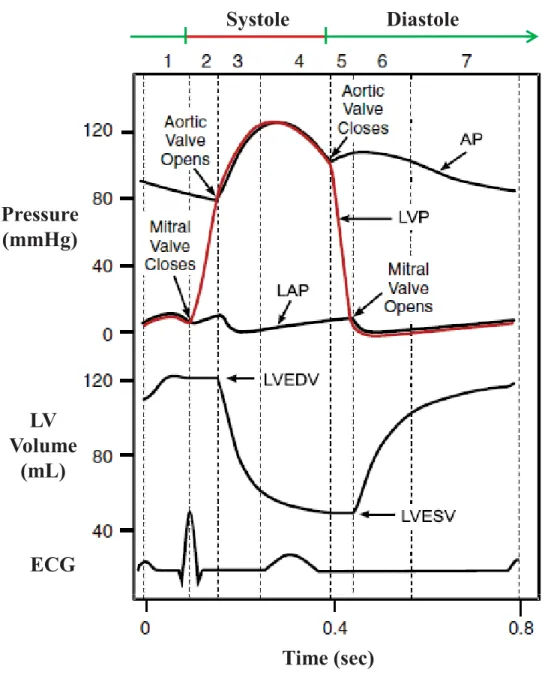 Figure 1-2: Events of the cardiac cycle involving the left heart [5]. Different phases of cardiac  cycle  are  as  follows:  1)  atrial  contraction,  2)  isovolumetric  contraction,  3)  rapid  ejection,  4)  reduced  ejection,  5) isovolumetric  relaxati