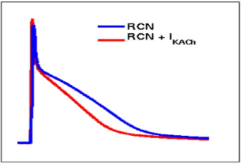 Figure II-1 : Potentiels d’action d’une cellule auriculaire du modèle canin RCN (bleu), et du  modele RCN+I K,ACh  pour une concentration d’ACh de 0.003µmol/L (rouge)