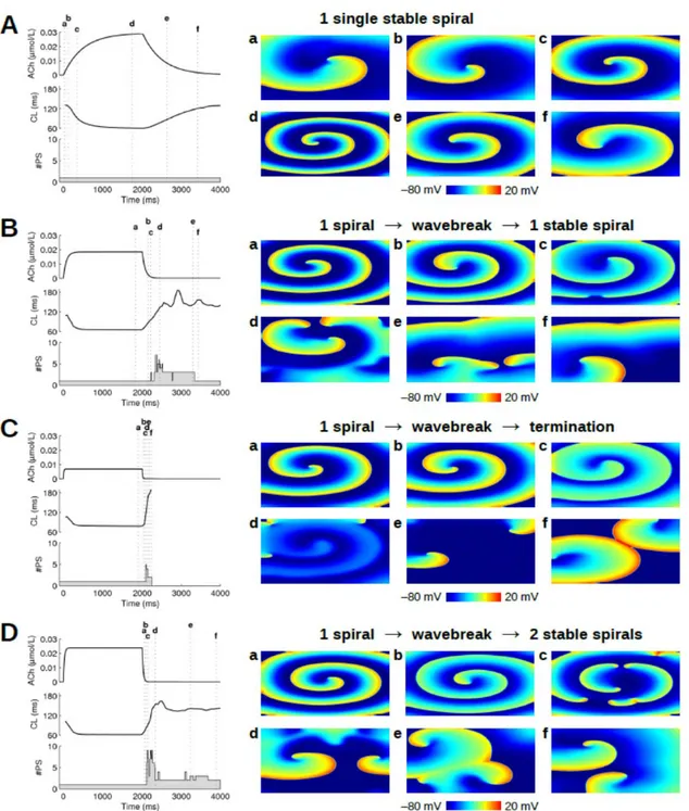 Figure III-1: Examples of simulations in a uniform substrate. For each of the four  simulations presented (A)-(D), the evolution of the ACh concentration, the average cycle  length (CL) and the number of phase singularities (#PS) are displayed in the left 