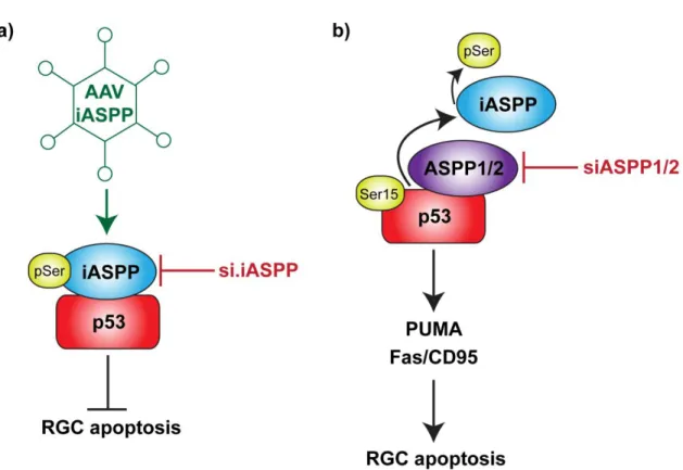 Figure  8.  Model  of  ASPP  family  signaling  in intact  and  injured  RGCs.  a)  In  the  intact  retina,  the  phosphorylation  of  iASPP  at  one  or  more  serine  sites  promotes  iASPP-p53  interaction, inhibiting p53 apoptotic function
