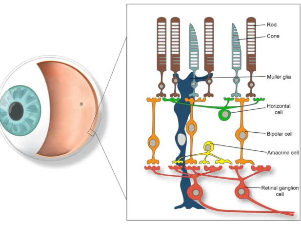 Figure  1.  A  schematic  diagram  of  the  retina  demonstrating  the  principal  cell  types  involved in retinal signaling