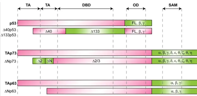 Figure 3: p53 family structural motifs. The overall protein architecture of the p53 family is  highly conserved, and consists of a central sequence-specific DNA binding domain (DBD), an  N-terminal transactivation domain (TA) and a C-terminal oligomerizati