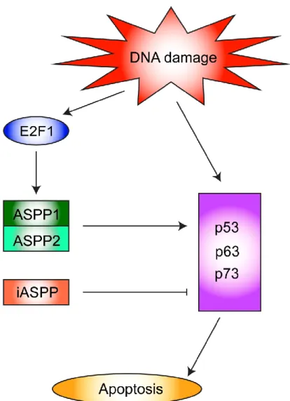Figure  4.  ASPP  family  apoptotic  signaling pathway.  The  pro-apoptotic  ASPP1  (ankyrin- (ankyrin-repeats-, SH3-domain- and proline-rich-region-containing protein 1) and ASPP2 are induced  by the E2F1 transcription factor and cooperate with the p53 tr