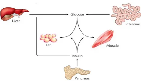 Figure 1.2 Homéostasie du glucose via l’insuline (tirée et adaptée de (36)). 