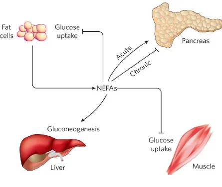 Figure 1.4 Rôles des NEFA dans la pathogenèse de la résistance à l’insuline (tirée de(36))