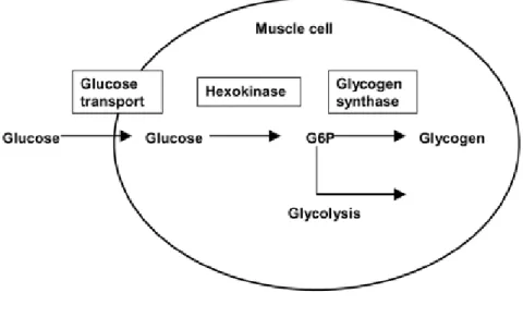 Figure 1.6 Métabolisme du glucose dans les cellules musculaires (tirée de (90)). 