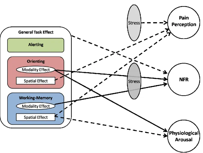 Figure  6.  Effects  of  attention  and  stress  on  pain-related  responses.  Pain  perception  is  suppressed  by  stress  and  when  orienting  and  working-memory  are  directed  to  stimuli  away  from  the  site  of  pain  (spatial  effect)