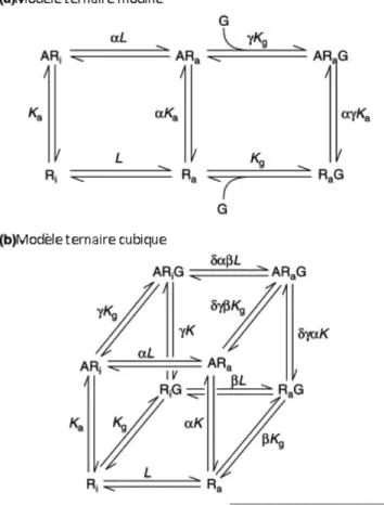 Figure 3 : Modèle ternaire modifié (a) et modèle ternaire cubique (b) de l’état d’activation des  RCPG