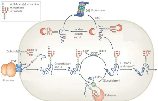 Figure 6 : Modèle de la glycosylation des protéines du réticulum endoplasmique et de la  régulation du repliement par l’interaction de l’oligosaccharide à la calnexine