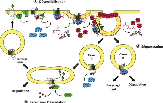 Figure 7 : Modèle classique de la désensibilisation des RCPG, incluant l’activation du  récepteur, sa phosphorylation par les GRK, l’initiation de l’internalisation par le recrutement  GHODȕ-arrestine ainsi que le choix entre recyclage et dégradation une