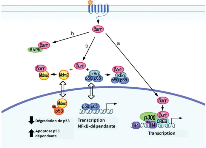Figure 8 : Trois exemples de voies de signalisation dépendantes de la ȕ-arrestine permettant de  réguler le cycle cellulaire, l’apoptose et la transcription