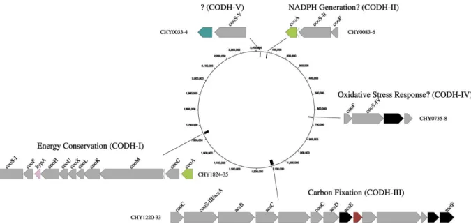 Figure 7  : Schéma et emplacement des familles multigéniques codant pour les 5 différentes  CODH de C