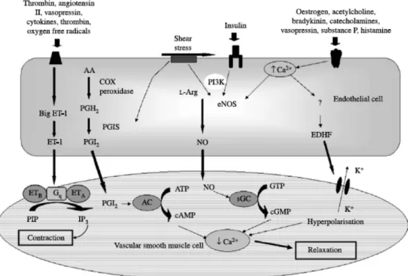 Figure 3. Mécanismes endothéliaux associés aux substances vasoactives principales. Tirée  de Hall et al