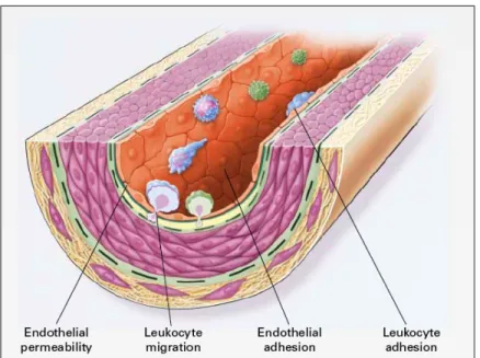 Figure  6.  Dysfonction  endothéliale  et  perméabilisation  de  l’endothélium  dans  l’initiation  du  développement de l’athérome