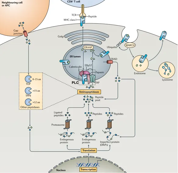 Figure 6. The MHC I antigen processing and presentation pathway