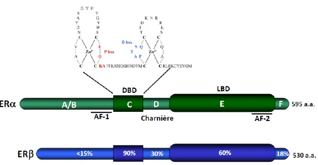 Figure 3 Schématisation de la structure des récepteurs des estrogènes (Adapté de Ascenzi et al., 2006)