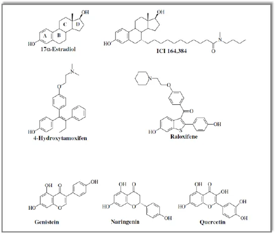 Figure 4 Structure chimique de certains ligands des ERs  (Tiré de Ascenzi et al., 2006) 