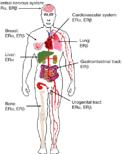 Figure 6 Distribution de ER et ER chez l’humain (Tiré de Nilsson and Gustafsson, 2011) 