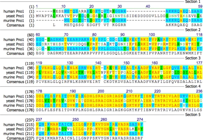 Figure 1.5. Comparison of yeast, human and mouse Pno1 amino acid sequences. 