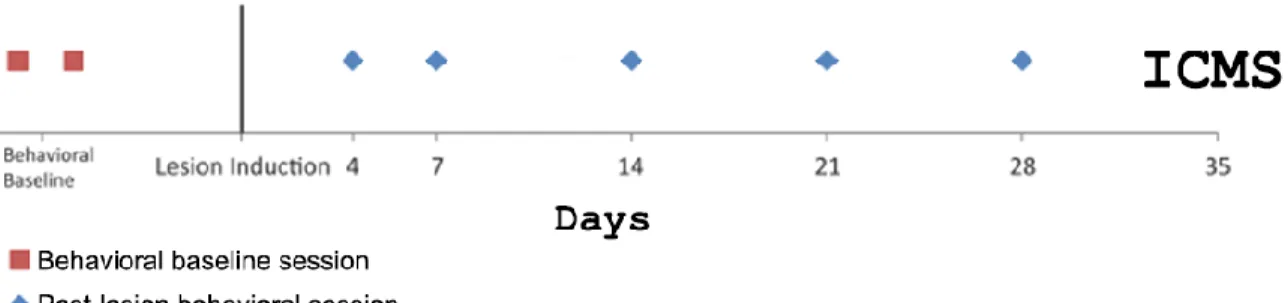 Figure 1. Experimental design. Timeline of experimental procedures for each animal which 