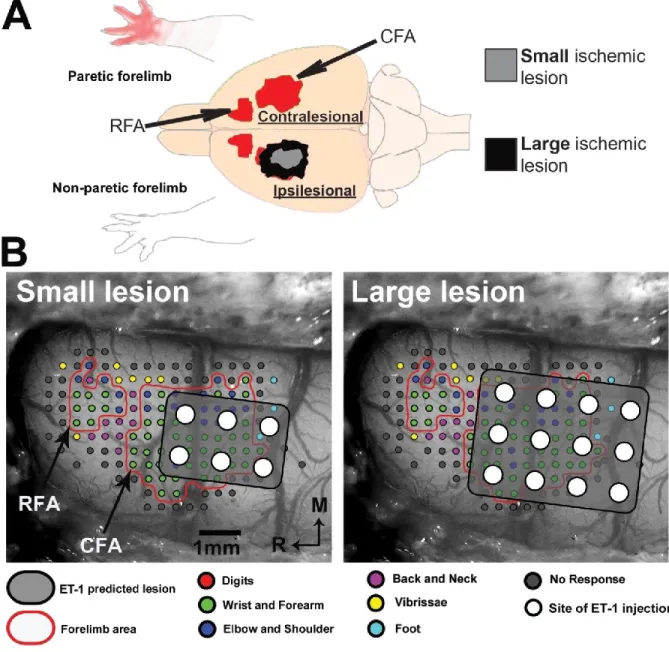 Figure 2. Experimental design. A) Cartoon of the experimental design. Lesions targeted the caudal  forelimb area (CFA) but were of different size in two experimental groups (gray and black area)