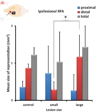 Figure 8. Motor representations in the ipsilesional RFA. Following small lesions or large lesions, there  was no significant changes of the area from which proximal movements could be evoked