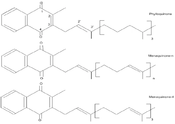 Figure 1. Chemical structures of principal K vitamers (Ferland 2012a). 