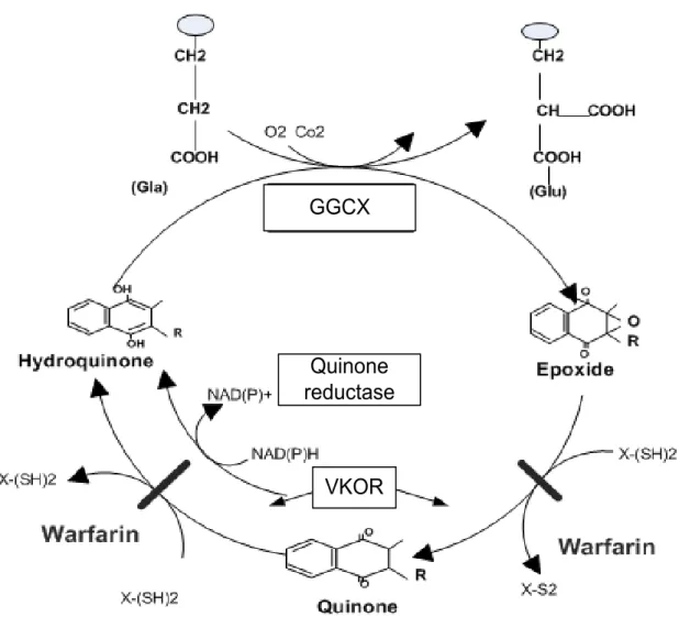 Figure 3. Scheme showing the vitamin K cycle (Ferland G, Nutrition Foundation. et al. 