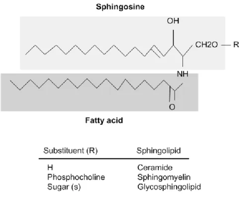 Figure 4. General sphingolipds structure (Malagarie-Cazenave, Andrieu-Abadie et 