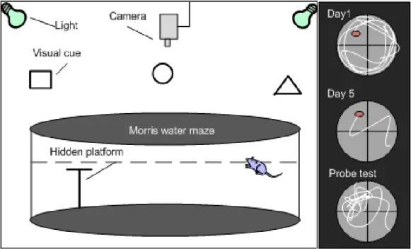 Figure  7.  Diagram  showing  the  Morris  water  maze  testing  room  and  apparatus 