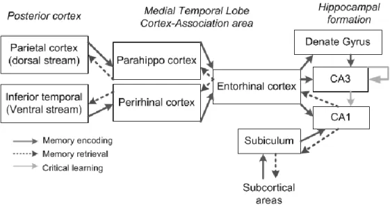 Figure 10. Scheme illustration of the flow of information to be encoded in the hippocampus 
