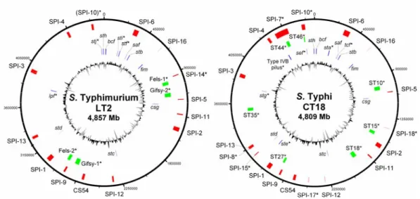 Figure 3. Représentations circulaires des génomes de S. Typhimurium et S.  Typhi.  Les chromosomes de la souche LT2 de S