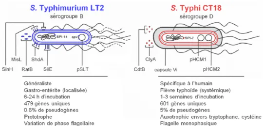 Figure 4. Facteurs de virulence distinguant S. Typhimurium de S. Typhi. 