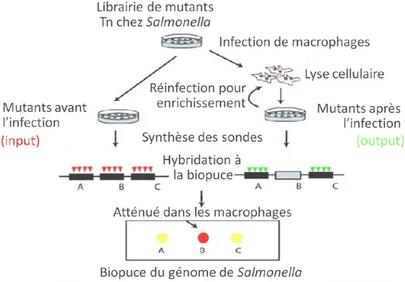 Figure 5. Représentation schématique de la technique TraSH. Adapté de [658]. 