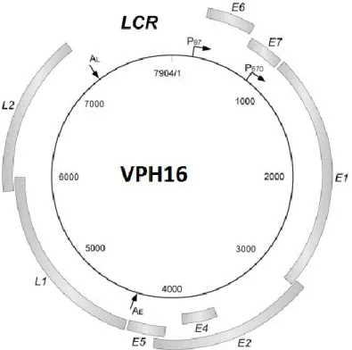 Figure 3 : Organisation du génome du VPH16. Les VPH présentent tous la même organisation  générale  de leur génome, un ADN  double brin circulaire d’une taille d’environ  8kb, contenant  8  ORF