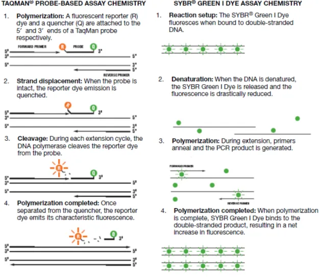 Figure 5 : L’utilisation d’une sonde ou bien du dye fluorescent SYBR Green dans les  expériences de RT-qPCR