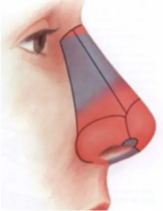 Figure 1: Sous-unités esthétiques du nez 