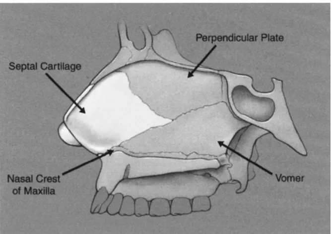 Figure 3: Charpente ostéo-cartilagineuse du septum nasal 