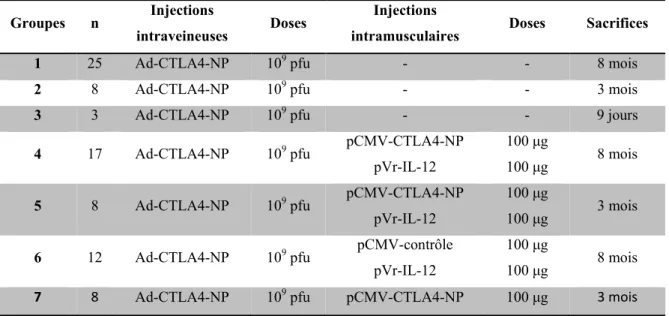 Tableau 3 Groupes murins selon les injections réalisées et le temps de sacrifice post- post-injection IV