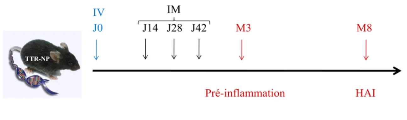 Figure 5  Protocole d’injection et de sacrifice des souris TTR-NP. Une injection IV  d’Ad-CTLA-4 NP était réalisée à J0 afin de déclencher le processus pathologique menant  à une atteinte hépatique chronique chez les souris, suivie ou non par un traitement