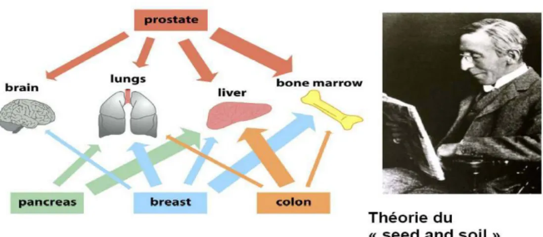 Figure 3 :  Théorie du «seed and soil»  