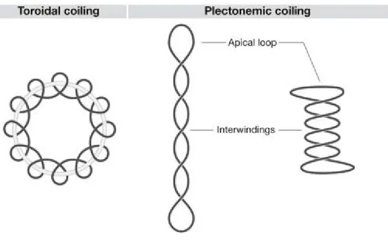 Figure 1.  Illustration of the geometry of toroidal and plectonemic supercoils. DNA  depicting a single form of toroidal DNA and two geometries of plectonemes which have the  same superhelical density