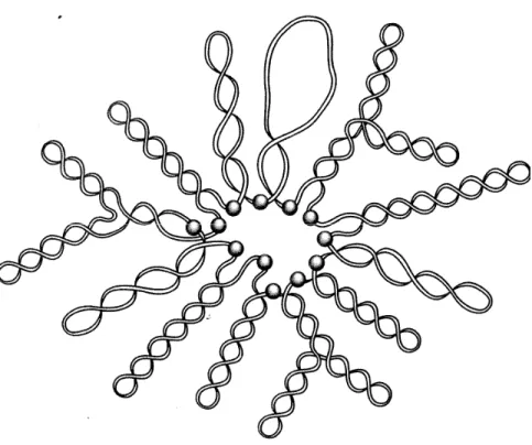 Figure 2. Schematic representation of topological domain organization of the E. coli  chromosome